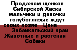 Продажам щенков Сибирской Хаски мальчики и девочки голубоглазые ждут своих хозяе › Цена ­ 5 000 - Забайкальский край Животные и растения » Собаки   